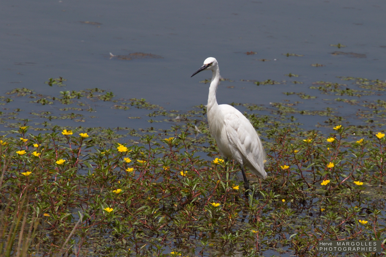 Aigrette garzette-02.jpg